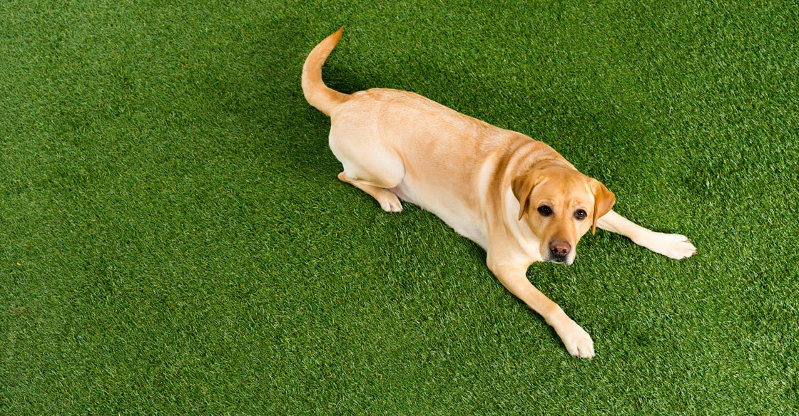 how do you use fake grass on dogs