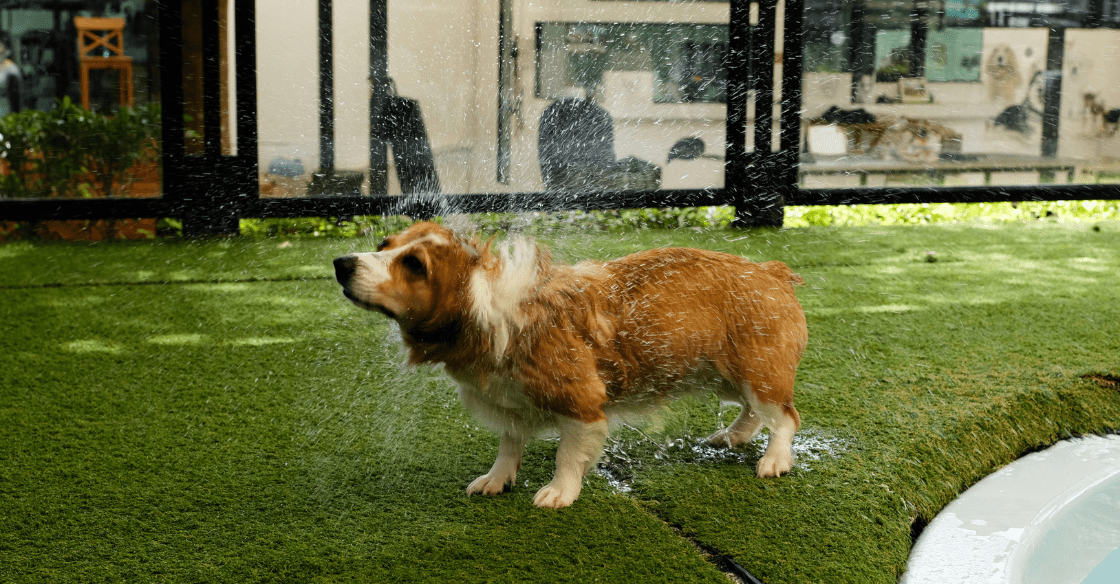 A dog shakes water off their fur onto a backyard's artificial turf, demonstrating the durability of turf.