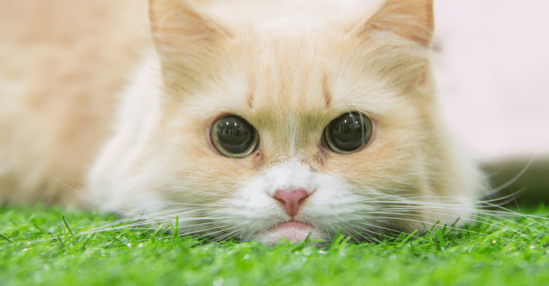 Cat laying on artificial grass