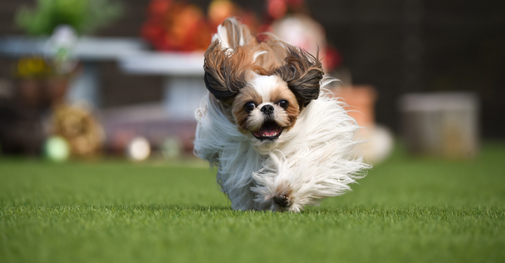 Dog running across artificial grass