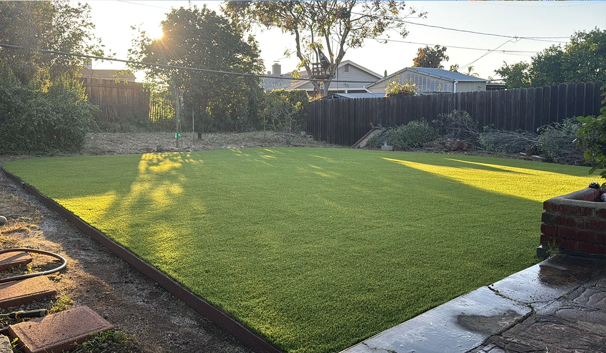 A sunlit backyard with green grass and a wooden fence in the background