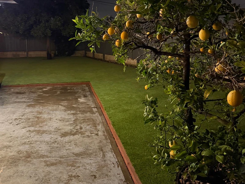A backyard at night with a lemon tree and a concrete area. Grass is neatly trimmed